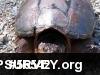 Snapping Turtle