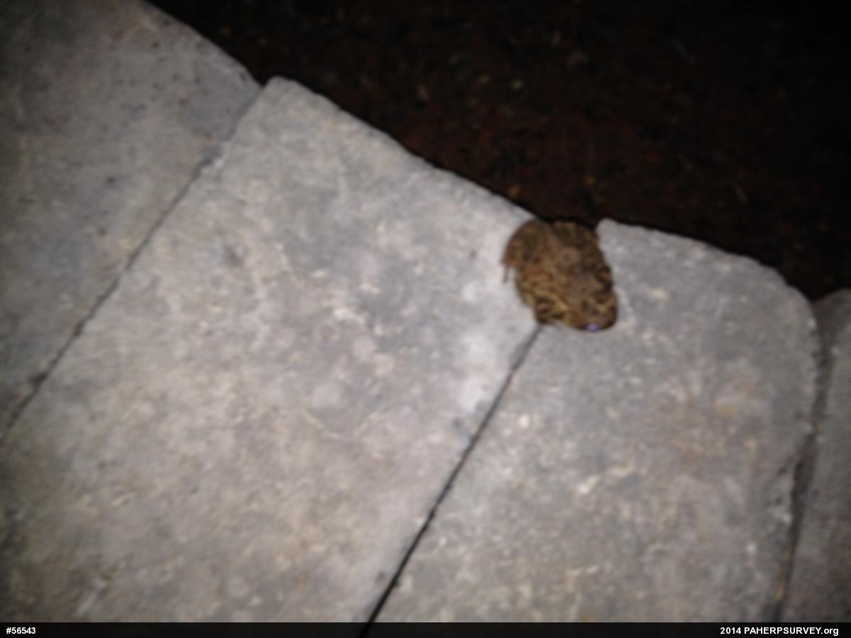 True Toads