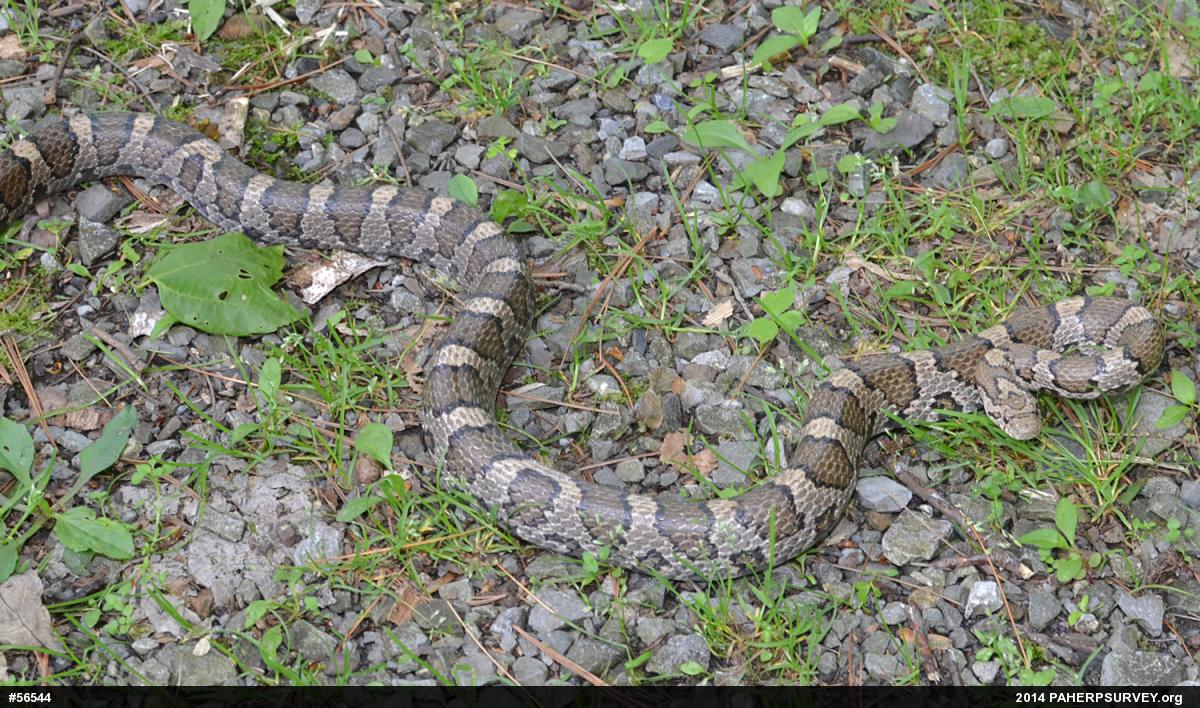 Eastern Milksnake