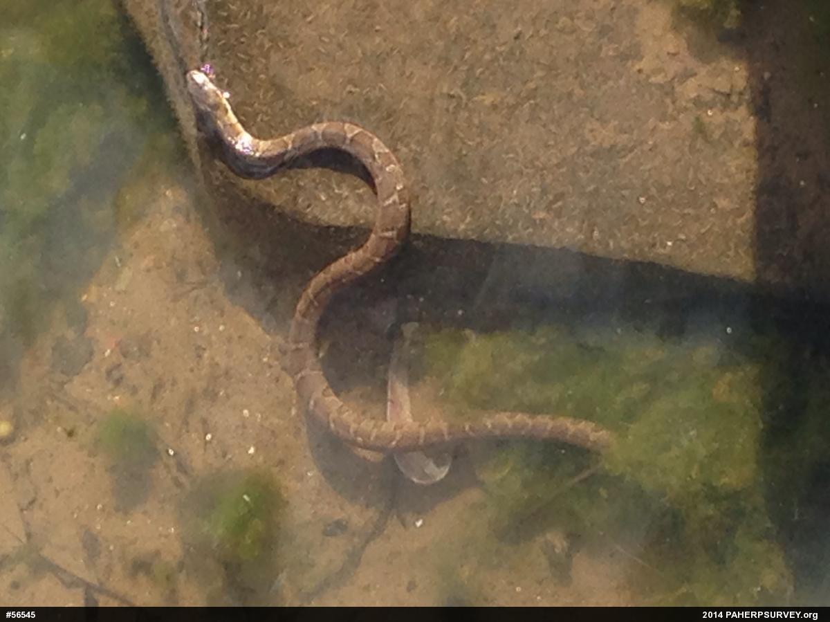 Northern Watersnake