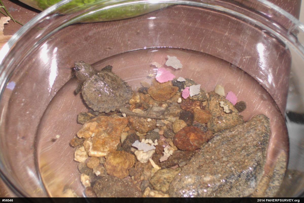 Snapping Turtle