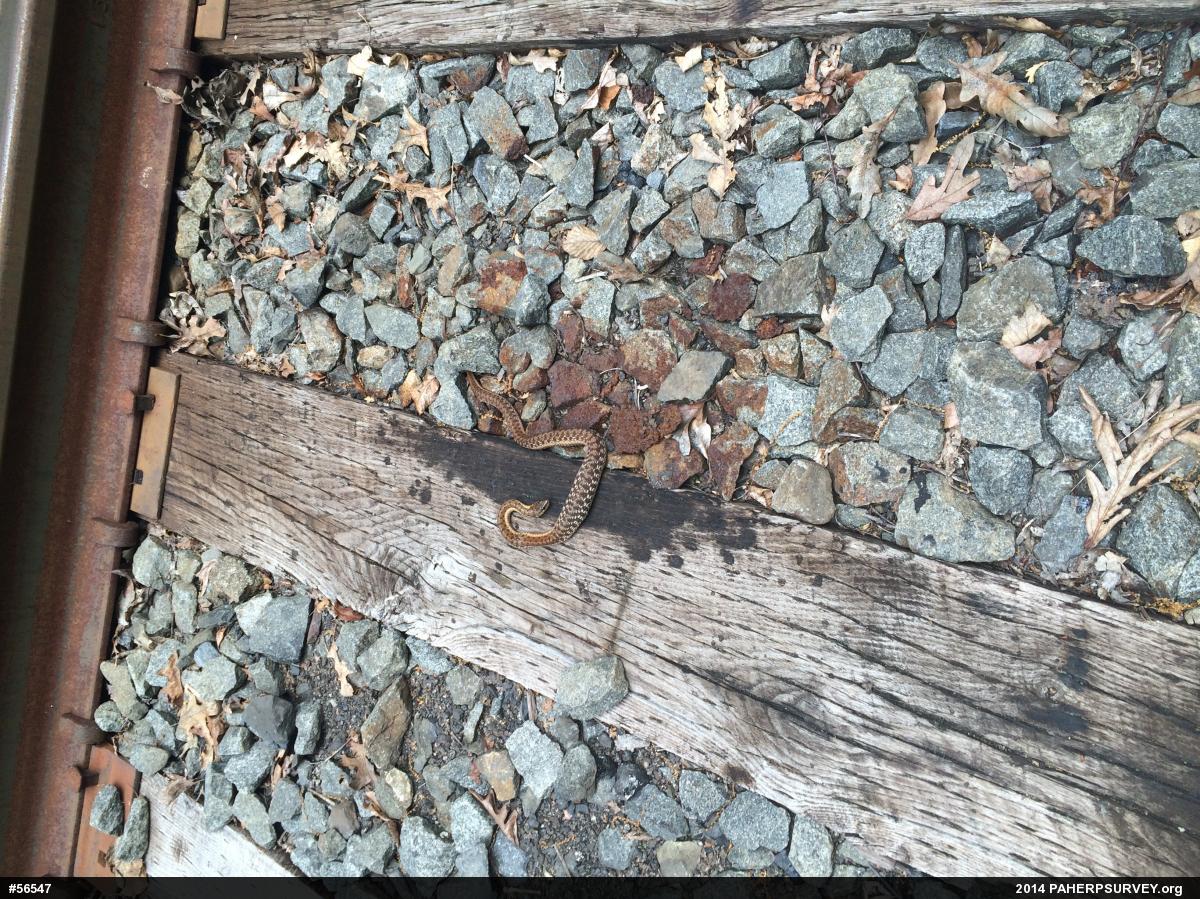 Eastern Gartersnake