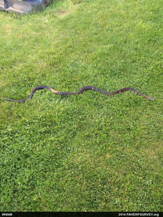 Eastern Ratsnake