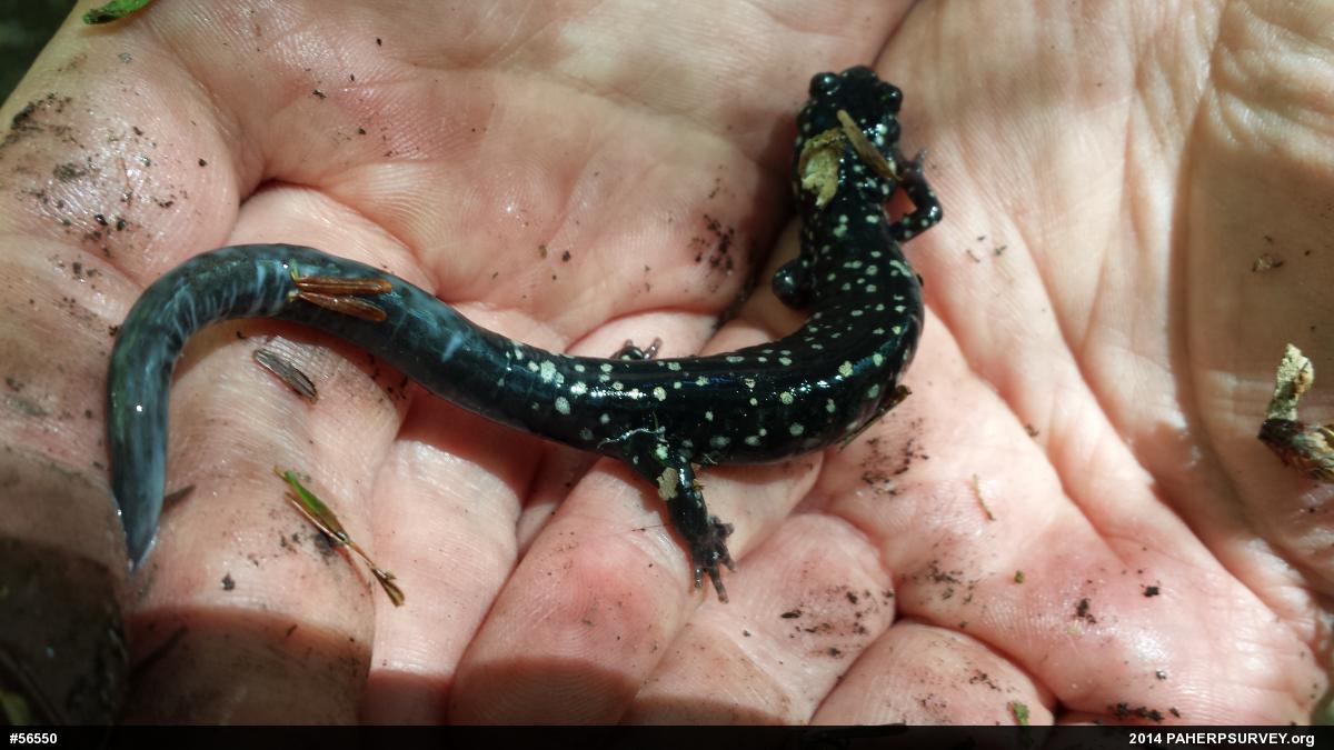 Northern Slimy Salamander
