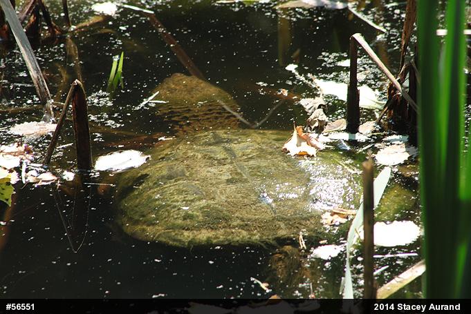 Snapping Turtle