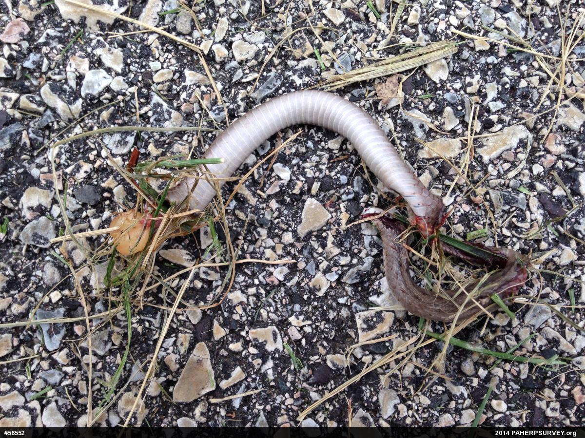 Dekay's Brownsnake