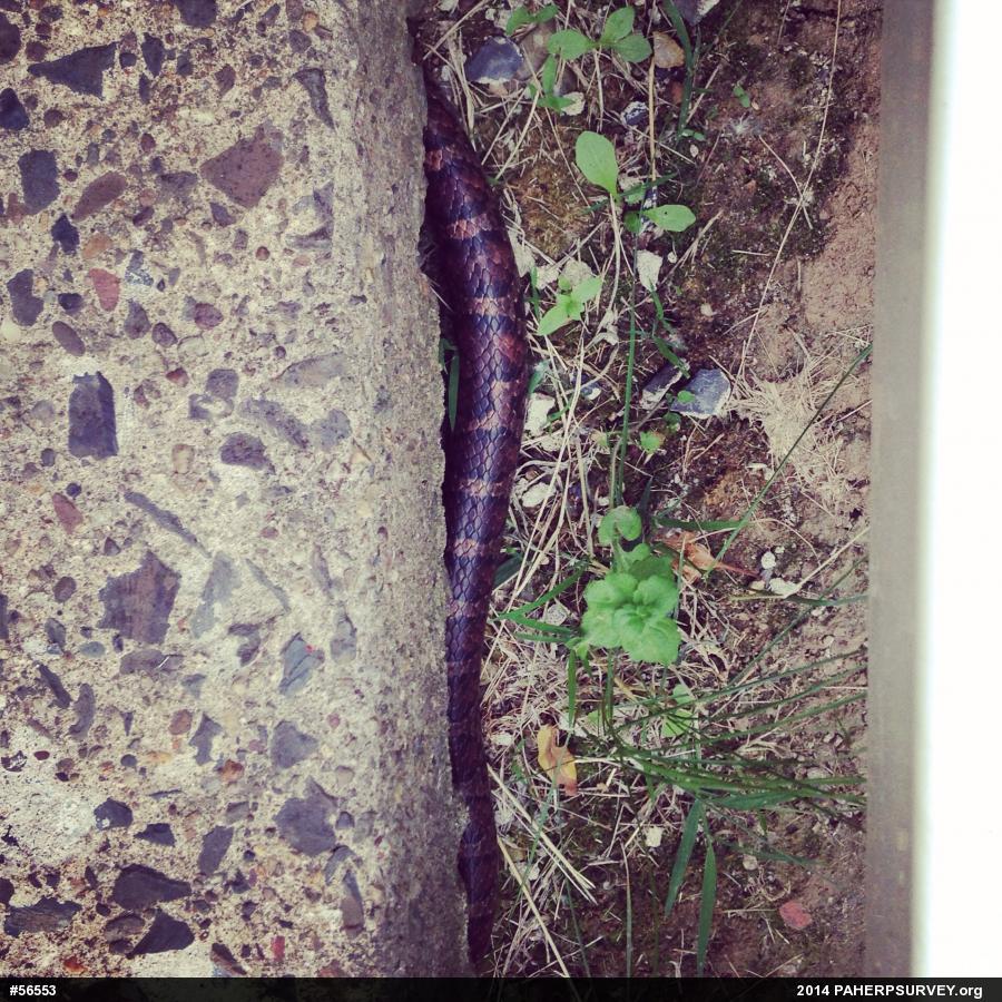 Eastern Milksnake