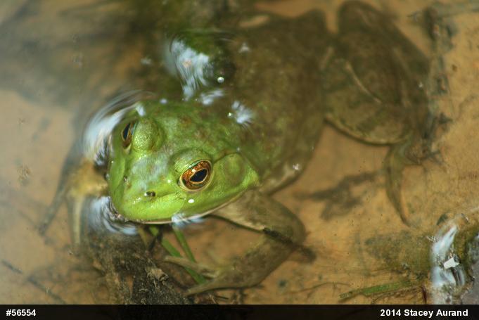American Bullfrog
