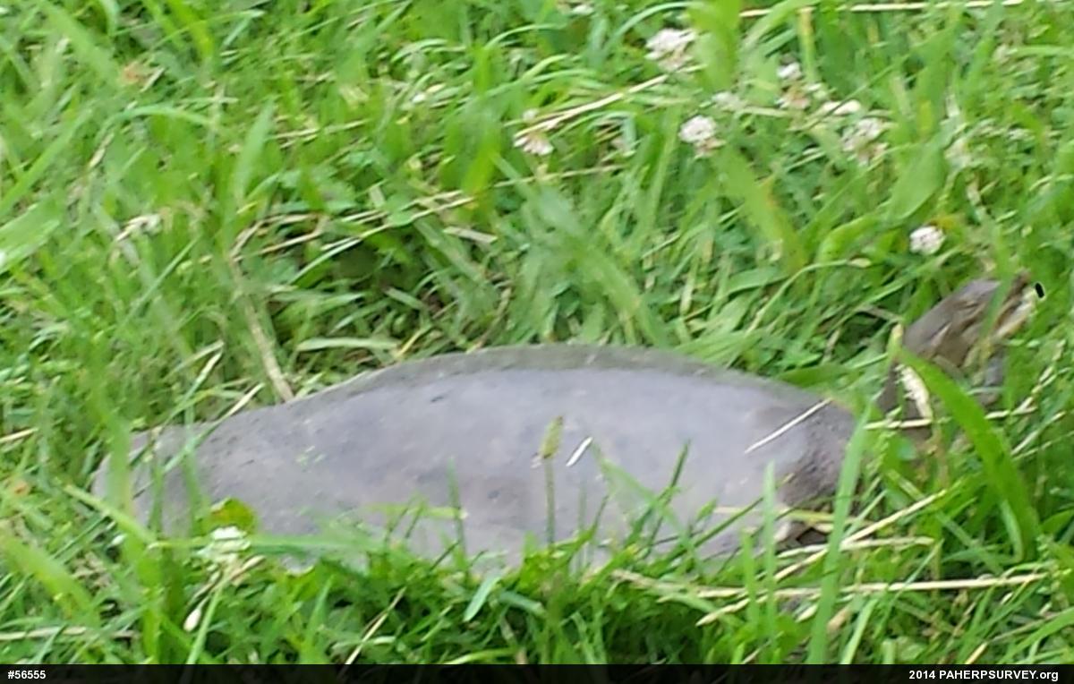 Eastern Spiny Softshell