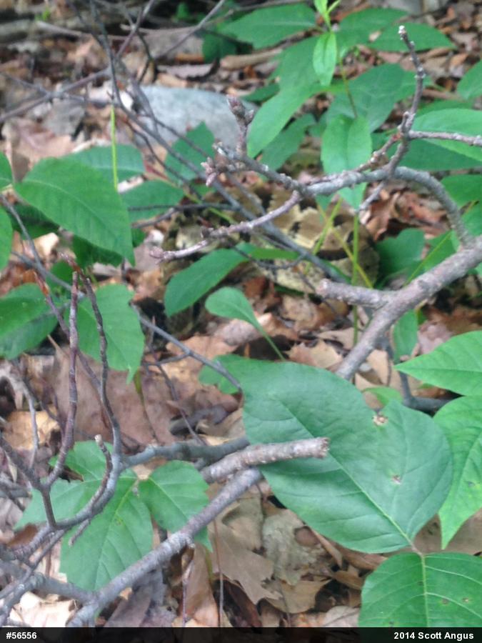 Timber Rattlesnake