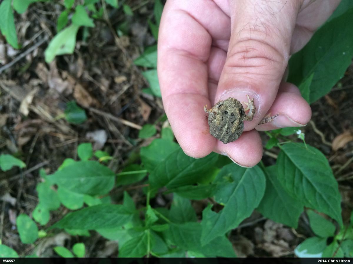 Eastern American Toad