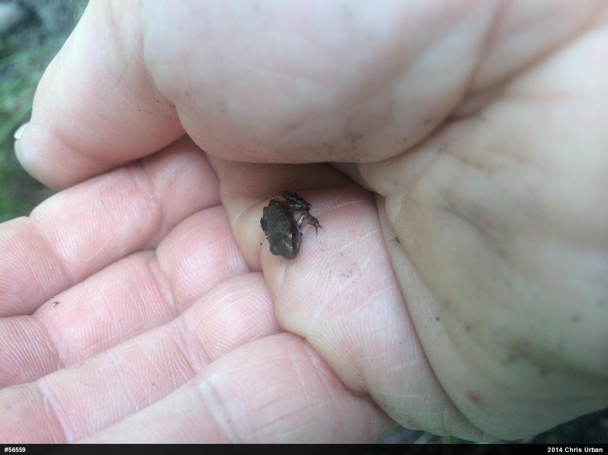 Wood Frog