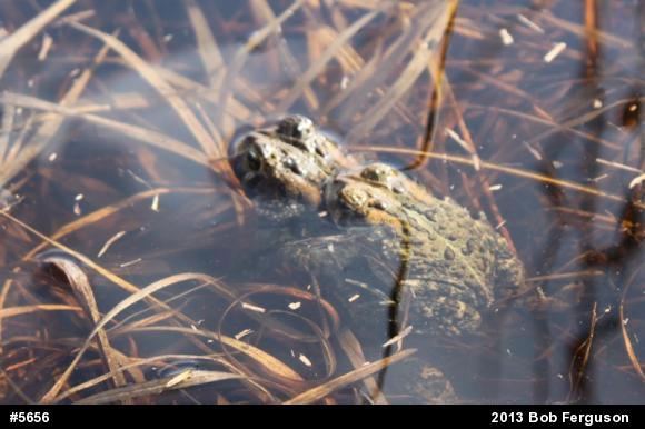 Eastern American Toad
