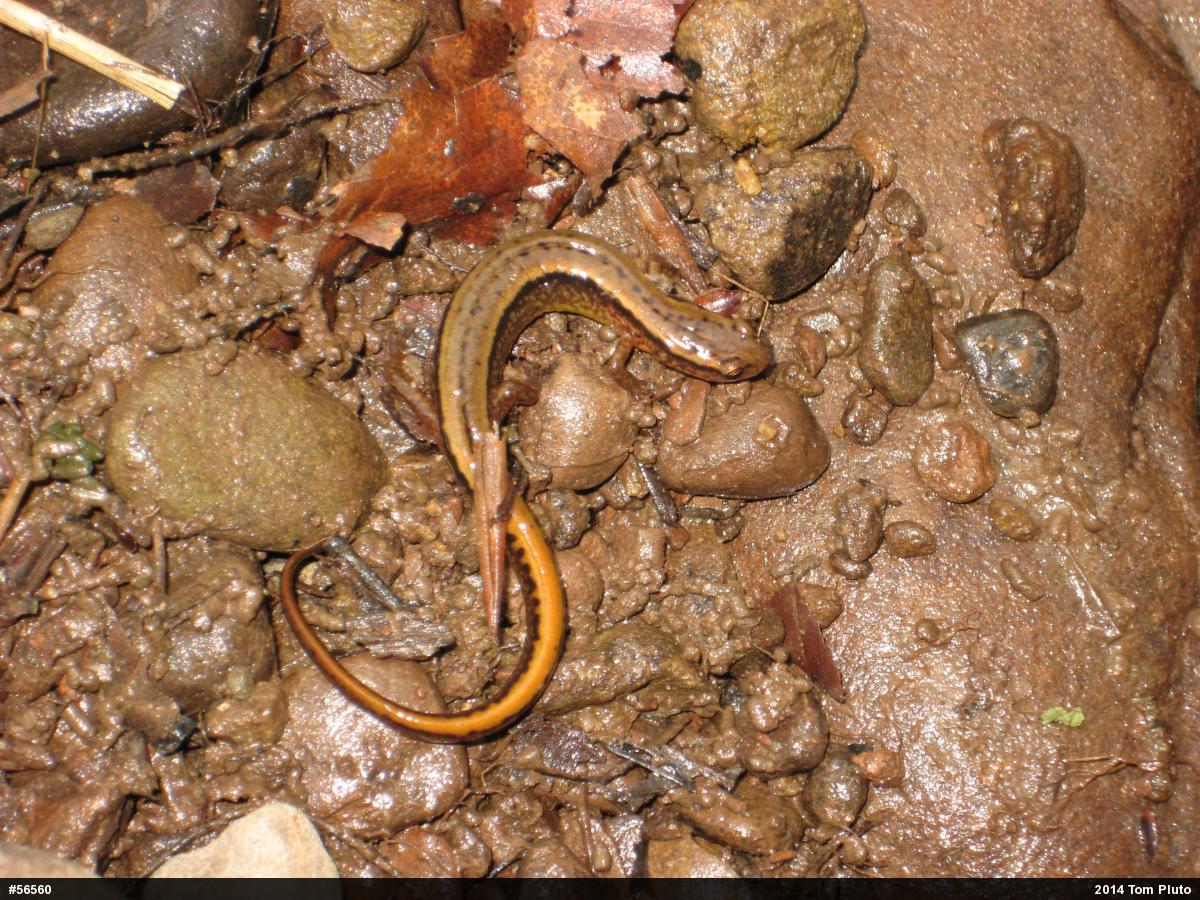 Northern Two-lined Salamander