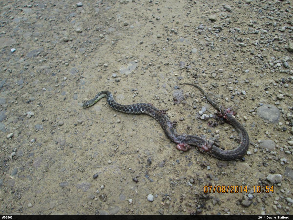 Eastern Gartersnake