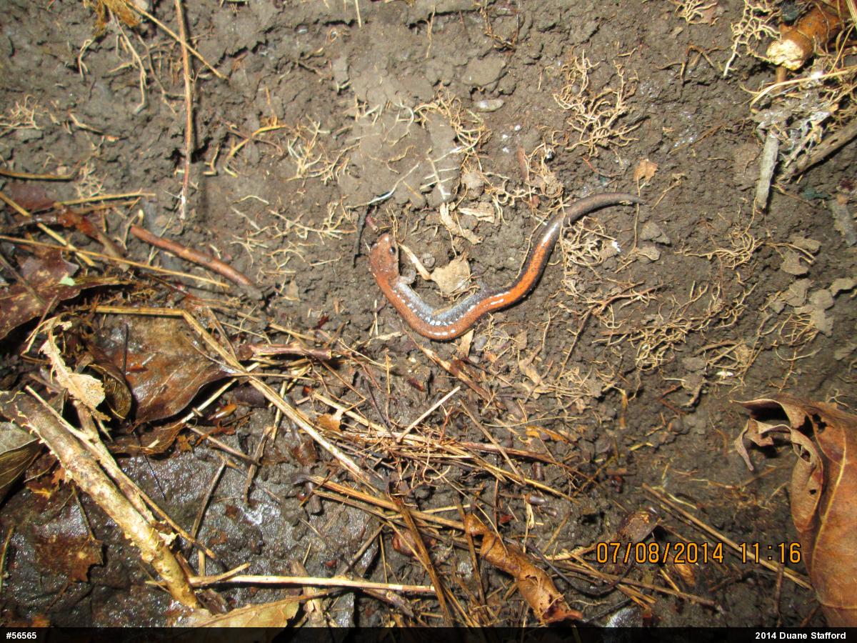 Eastern Red-backed  Salamander