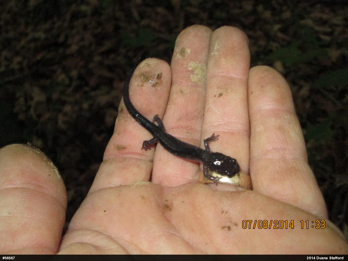Wehrle's Salamander