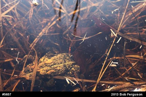 Eastern American Toad