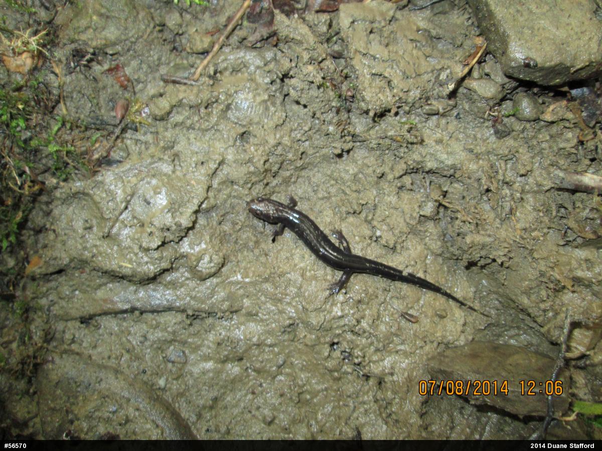 Allegheny Mountain Dusky Salamander