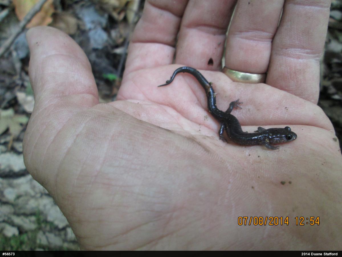 Wehrle's Salamander