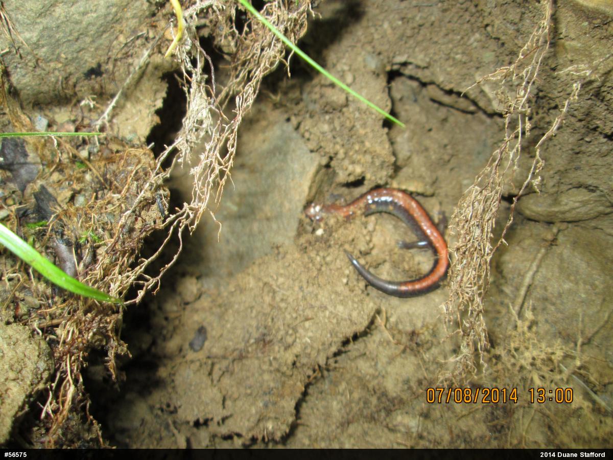 Eastern Red-backed  Salamander
