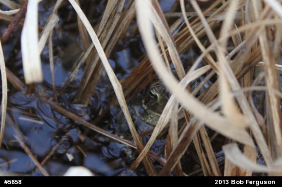 Eastern American Toad