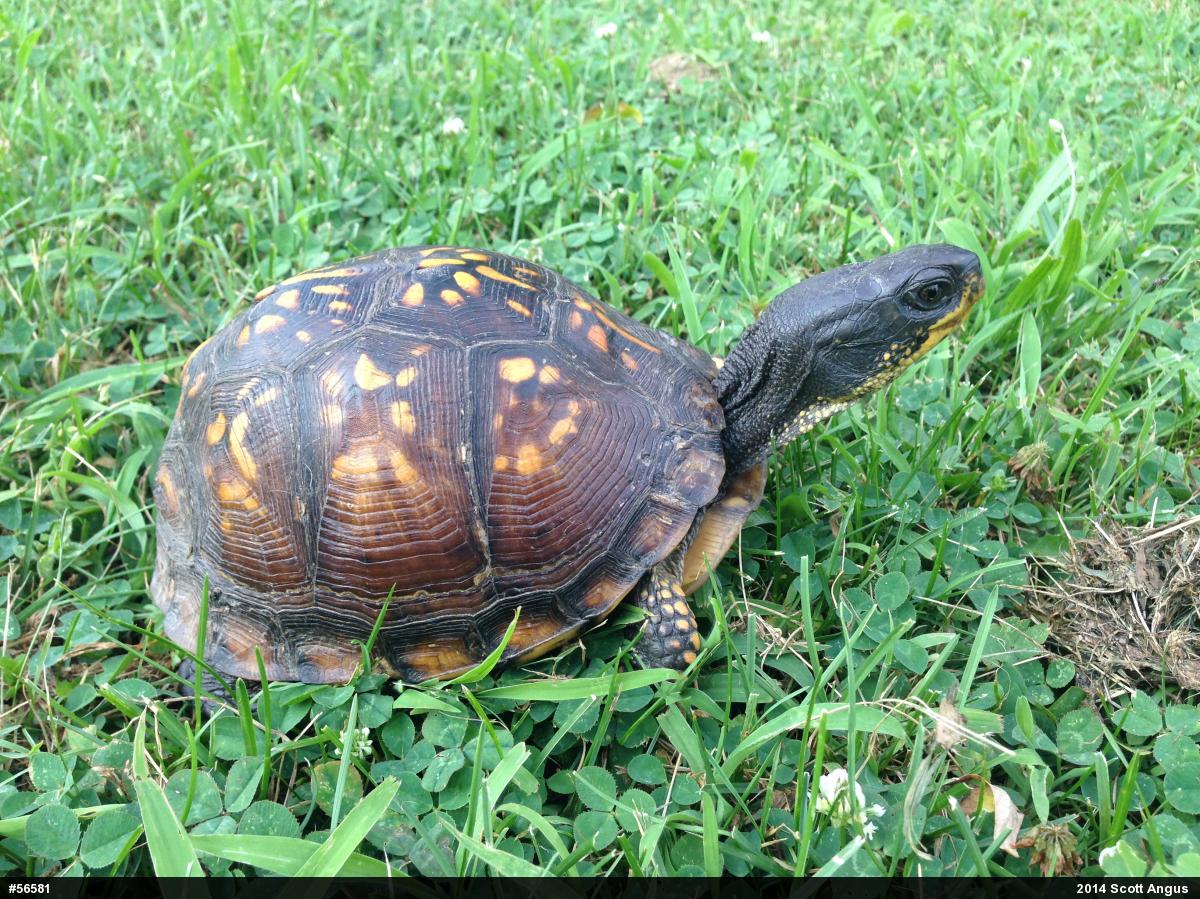 Eastern Box Turtle