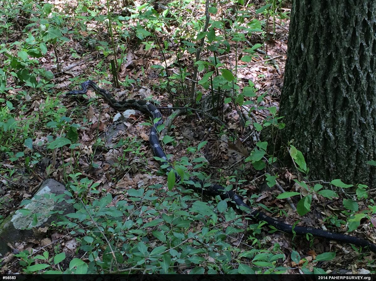 Eastern Ratsnake