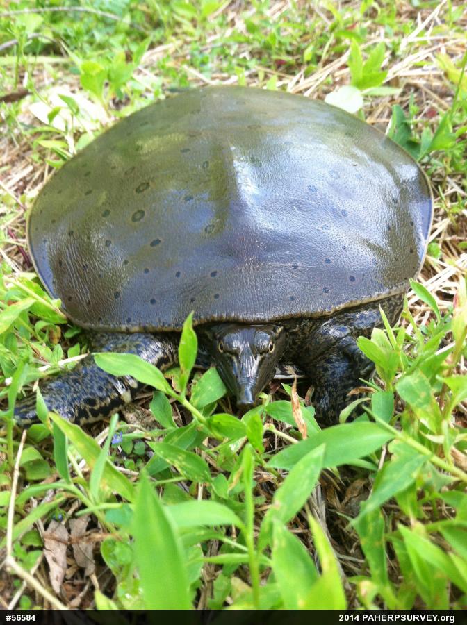 Eastern Spiny Softshell