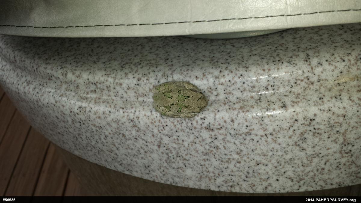 Gray Treefrog