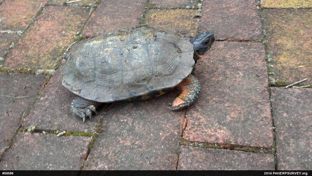 Wood Turtle
