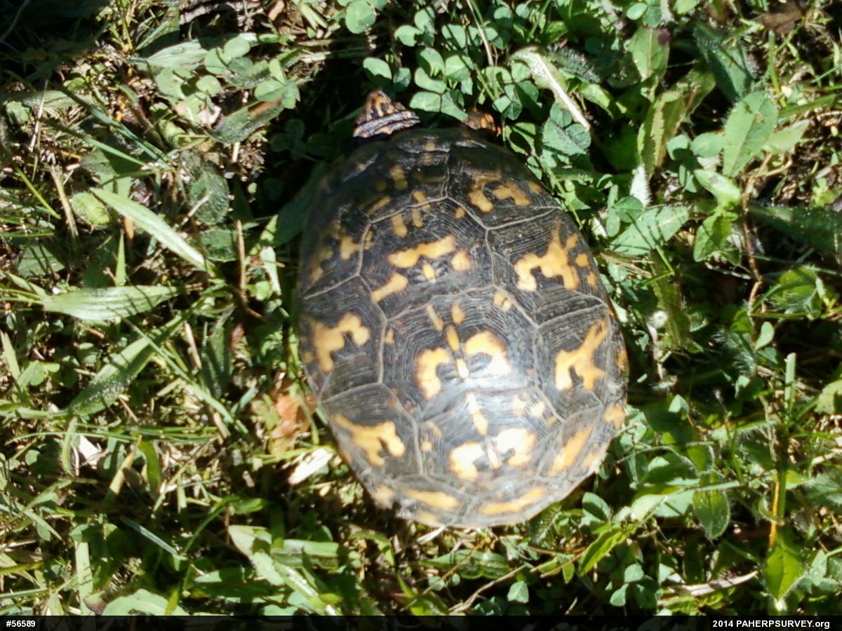 Eastern Box Turtle