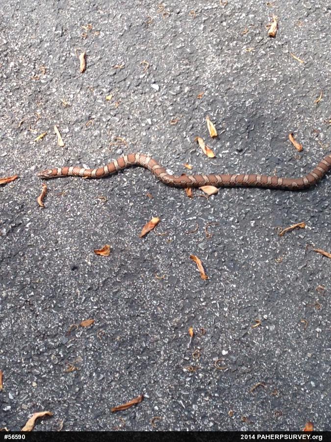 Eastern Milksnake