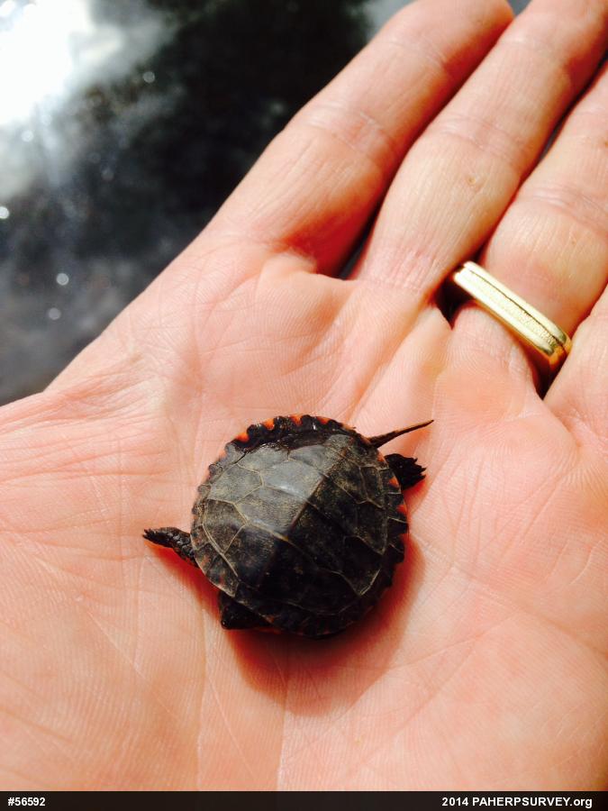 Painted Turtle