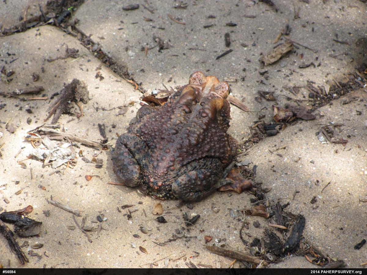 Eastern American Toad