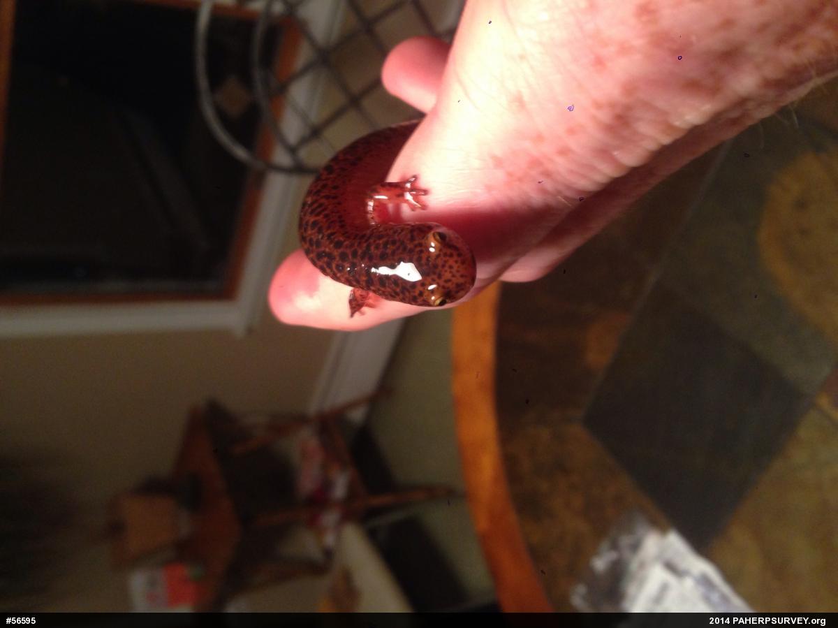 Northern Red Salamander