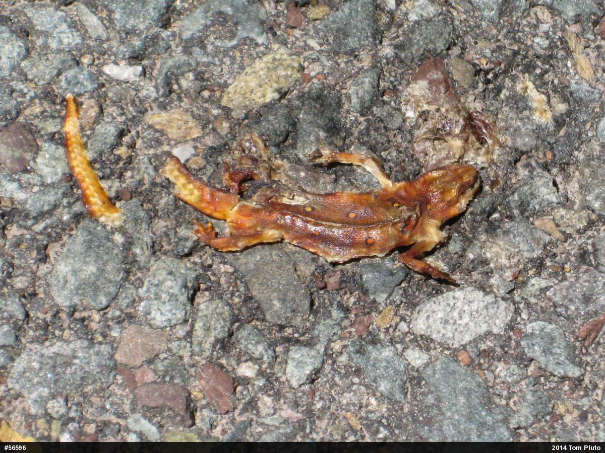 Red-spotted Newt