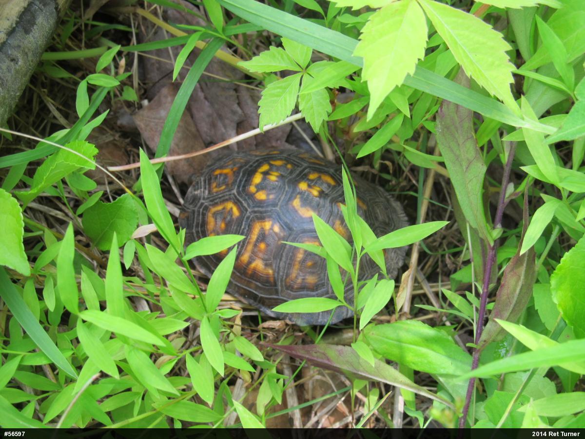 Eastern Box Turtle