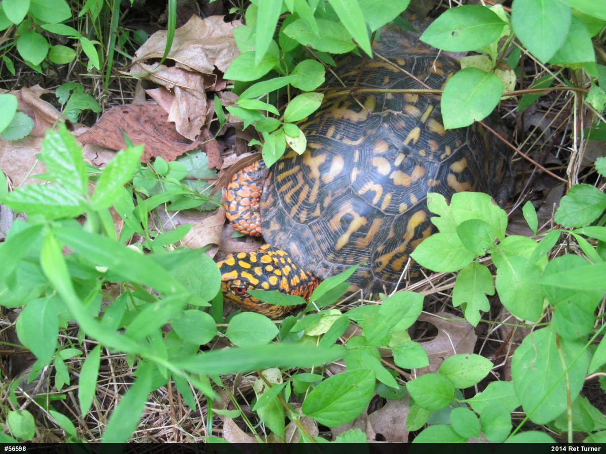 Eastern Box Turtle