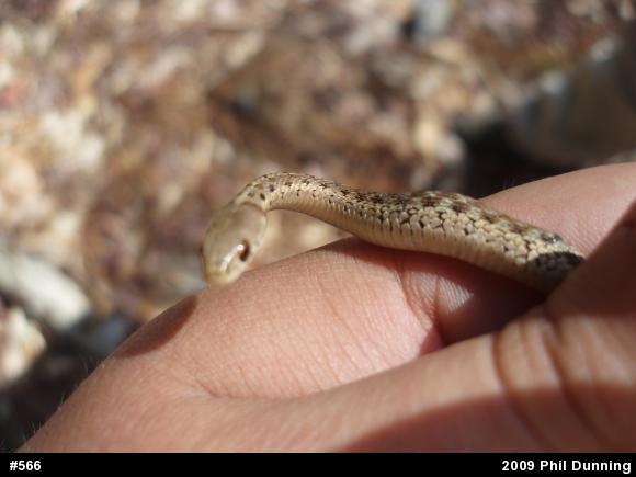 Eastern Gartersnake