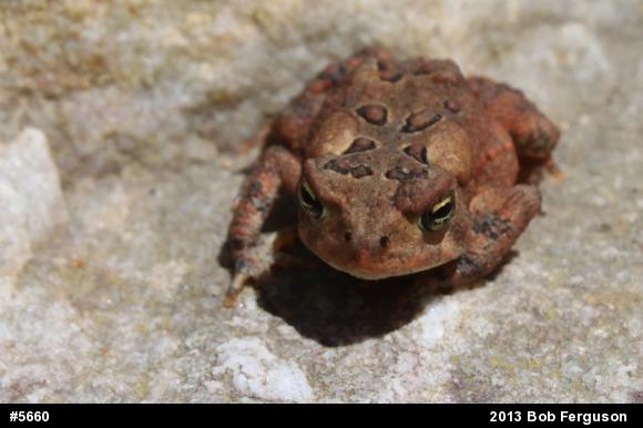 Eastern American Toad