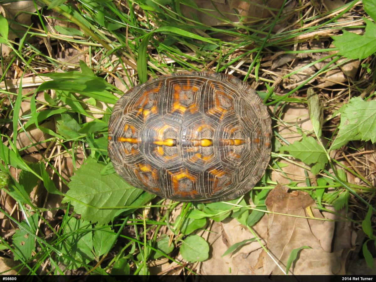 Eastern Box Turtle