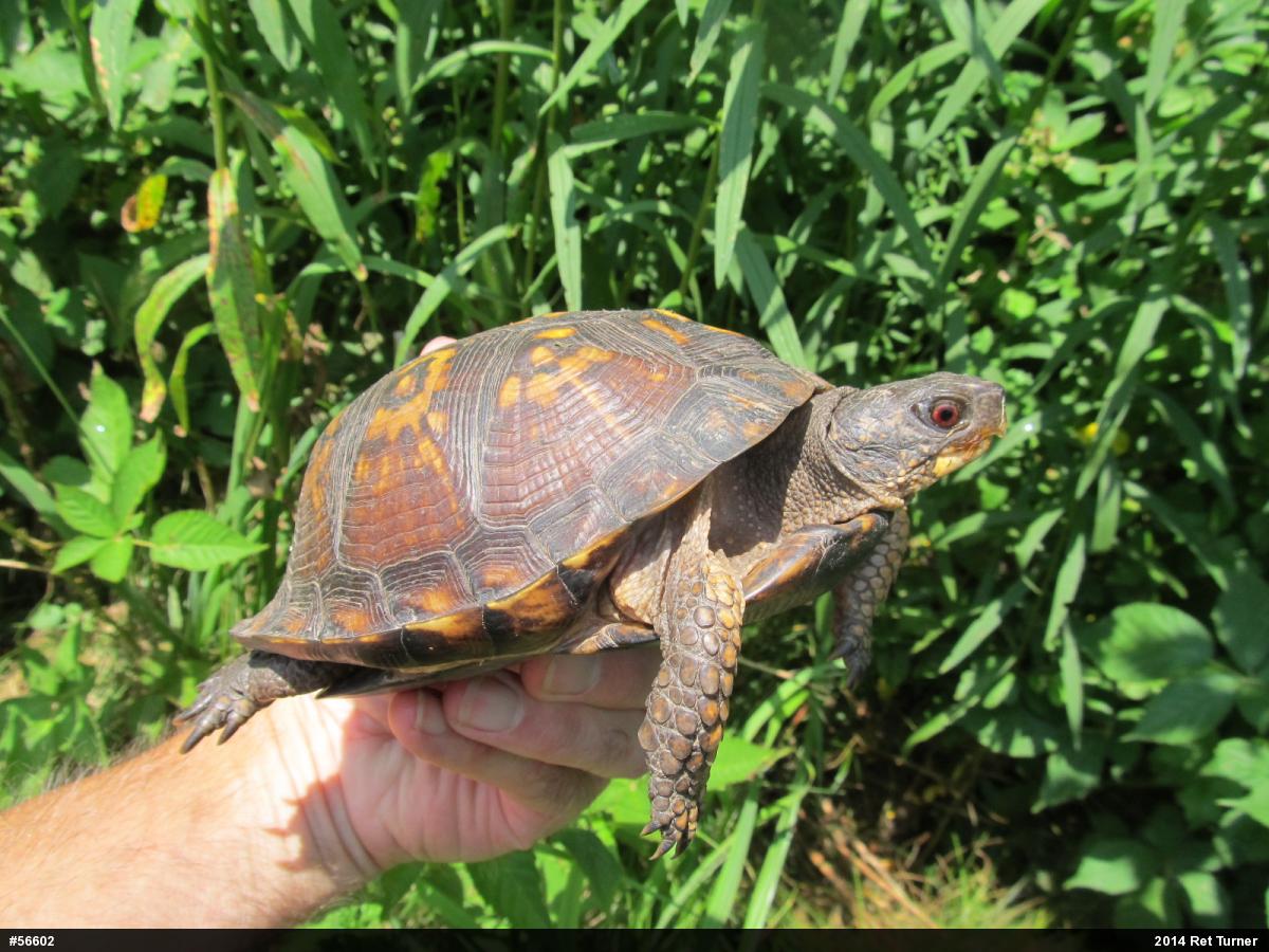 Eastern Box Turtle