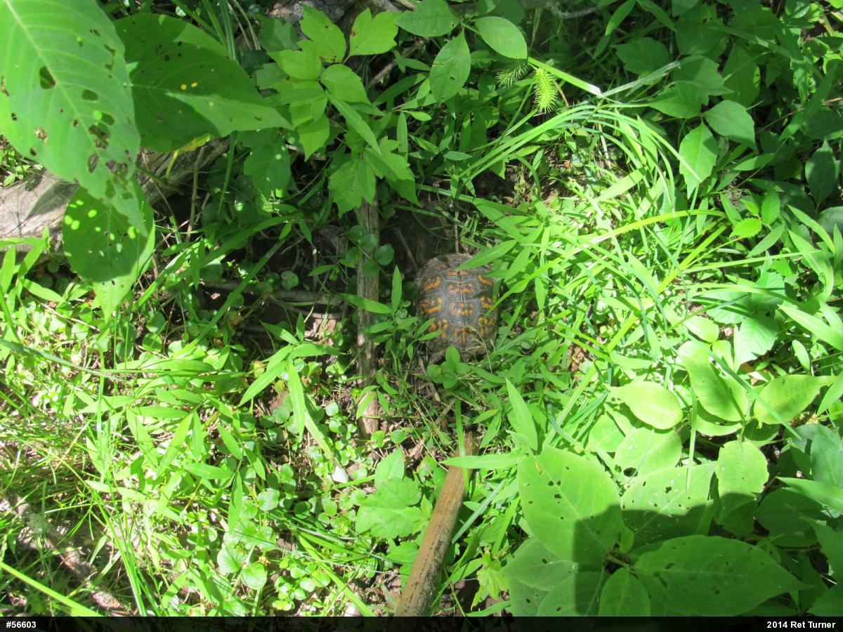 Eastern Box Turtle
