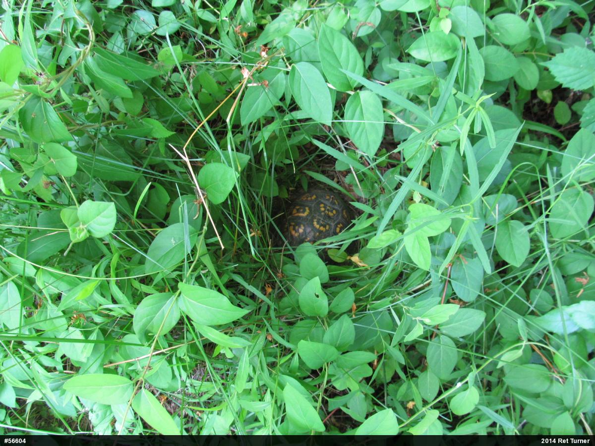 Eastern Box Turtle
