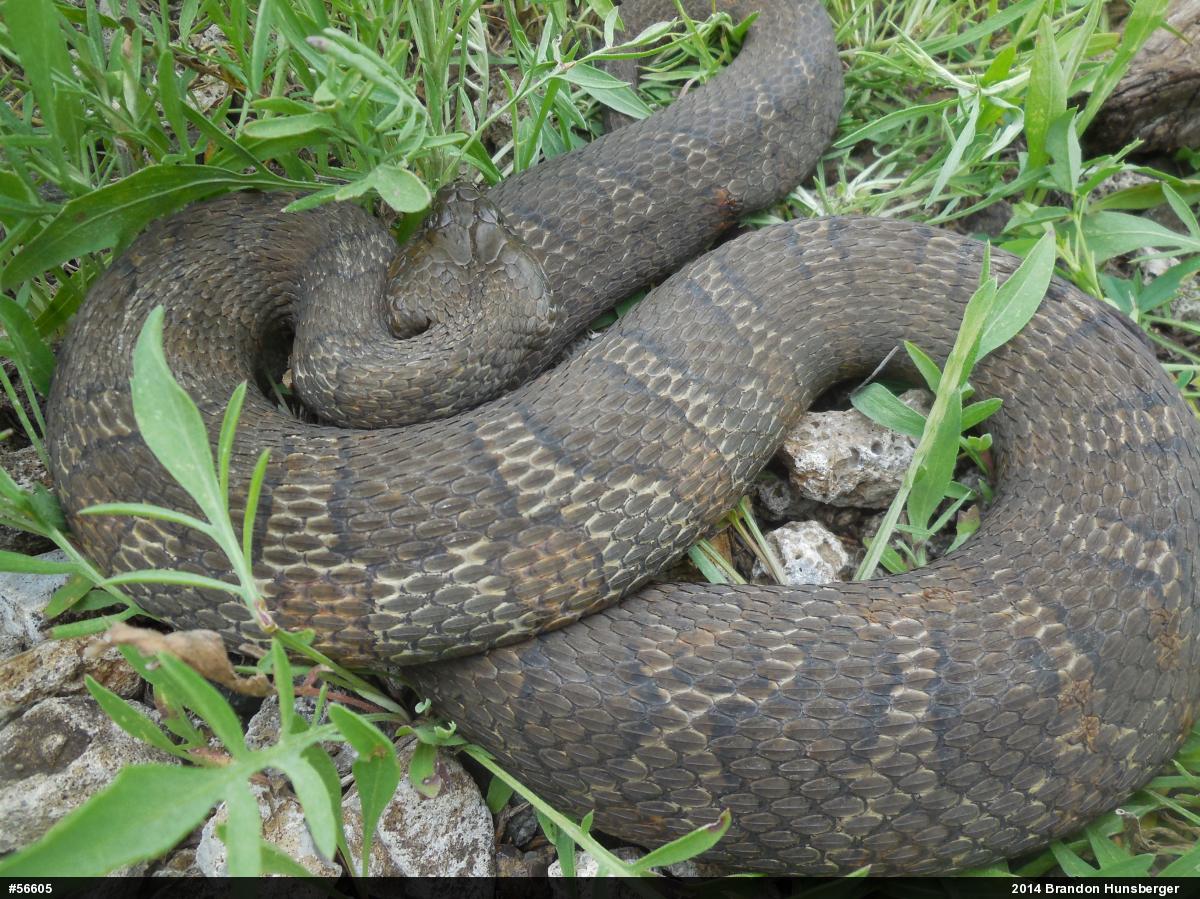 Northern Watersnake