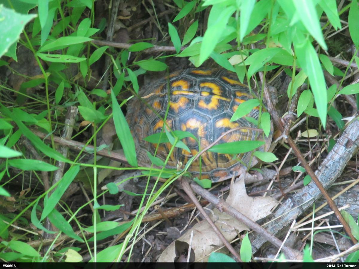 Eastern Box Turtle