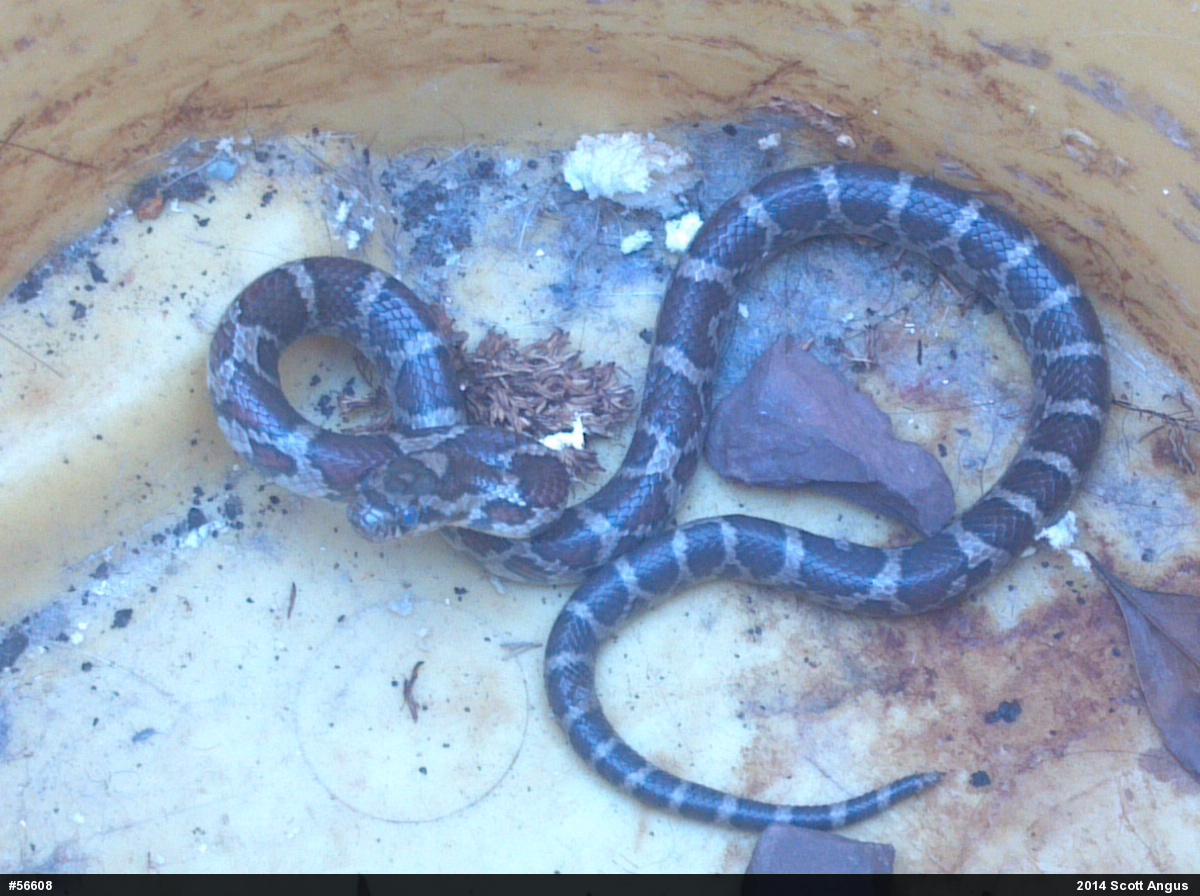 Eastern Milksnake