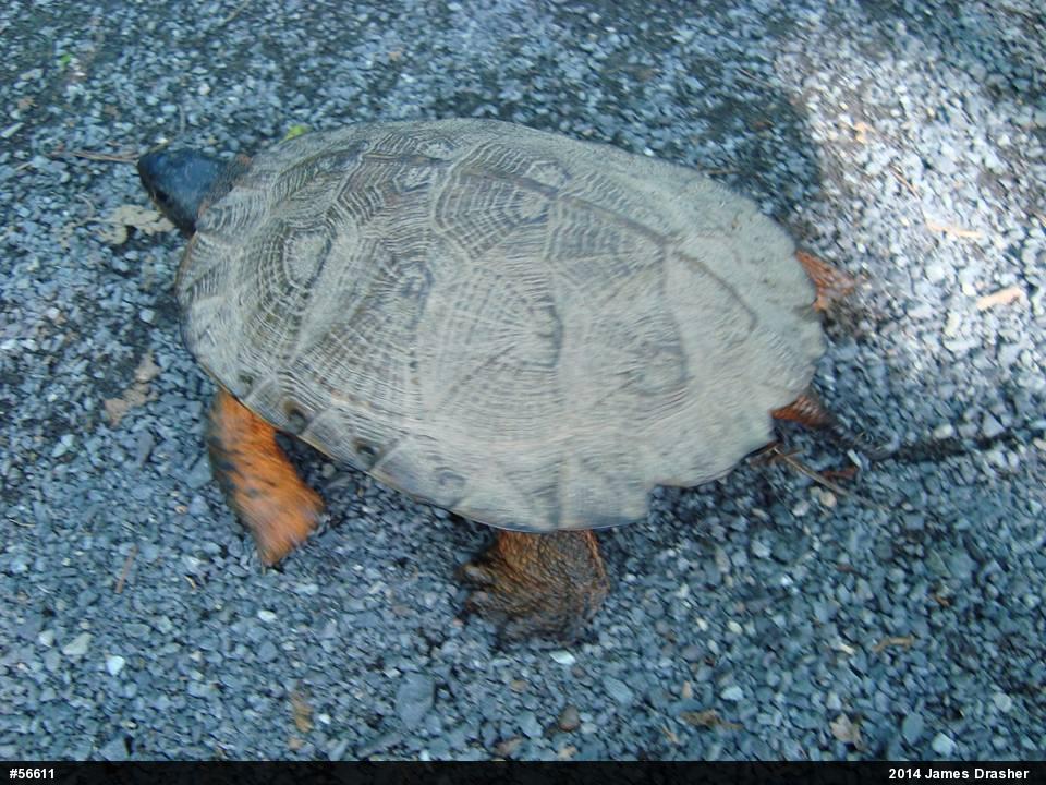 Wood Turtle