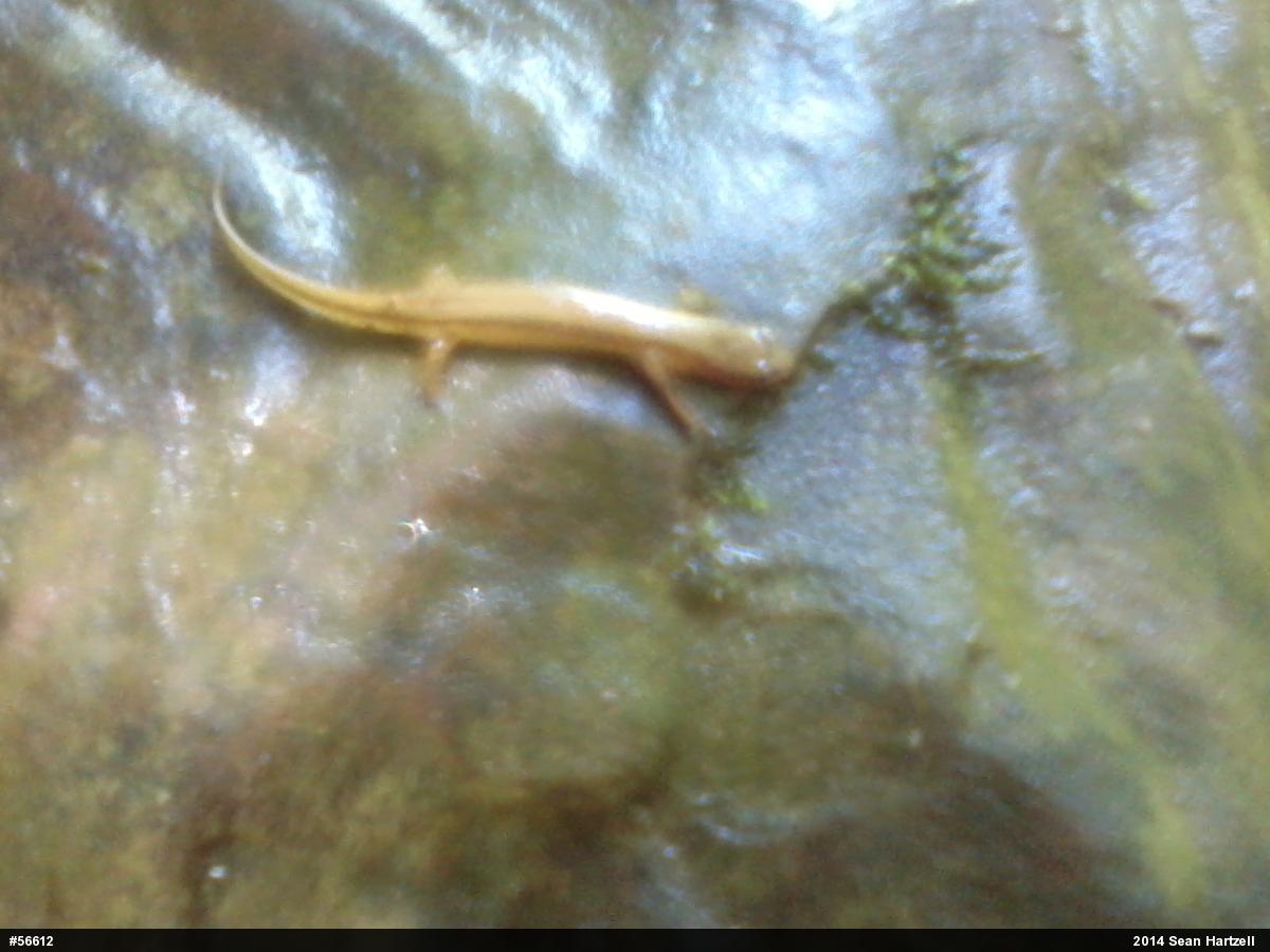 Northern Two-lined Salamander